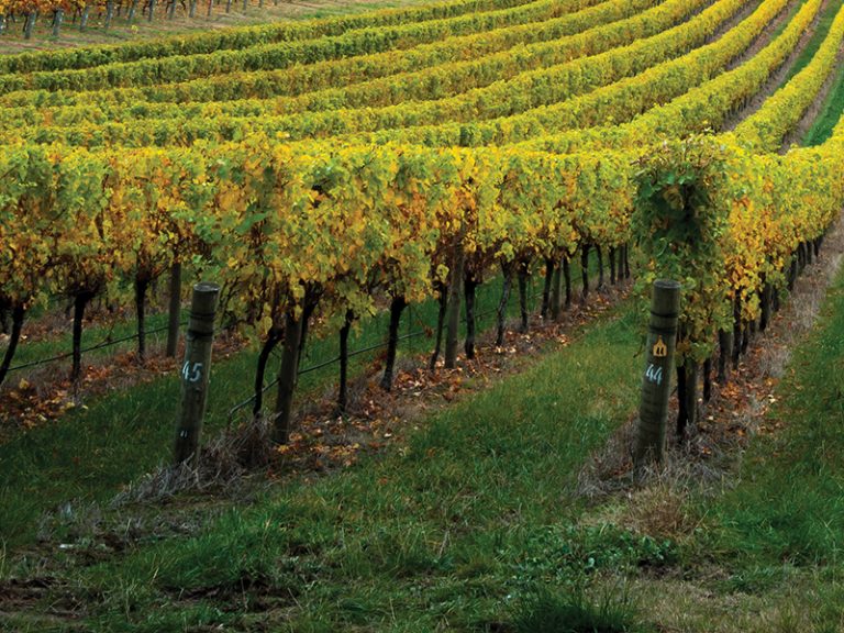 Winery with drip irrigation system